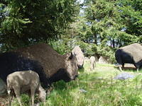 Legoland, in de kano langs de buffalos