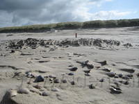 Schelpen in het zand 2