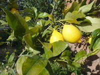 DSC03118