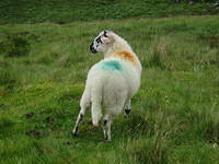 Ierland2005 119 - Dingle, zomaar een schaap