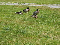 Ierland2005 134 - Inishcarra Resevoir eendjes 1