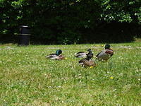 Ierland2005 135 - Inishcarra Reservoir eendjes 2