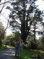 Muckross 11
