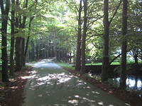 Zonlicht valt door de bomen
