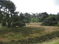 Haltern am See, bos en heide