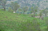 Spanje2004 103
Morella, uitzicht van uit de kamer van de Bazens nog steeds 's avonds