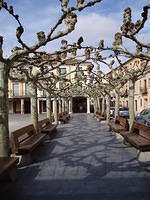 Spanje2004 012 - El Burgo, kale platanen in de ochtendzon