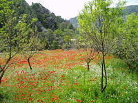 Spanje2004 008
Beceite, alweer een papaverveldje