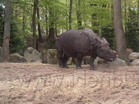 DpAmersfoort035.jpg