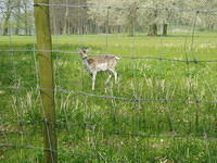 Weer een Hert