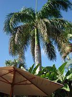 Florida_0091_10-30-2007.JPG