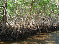 Florida_0106_10-30-2007.JPG