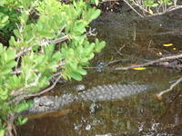Florida_0120_10-30-2007.JPG