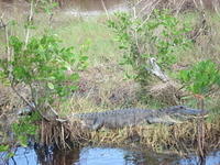 Florida_0129_10-30-2007.JPG