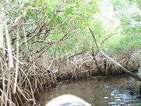 Florida_0132_10-30-2007.JPG