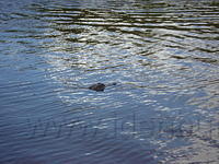 Florida_0133_10-30-2007.JPG