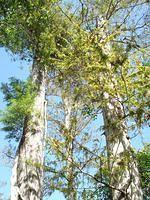 Florida_0144_10-30-2007.JPG