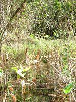 Florida_0145_10-30-2007.JPG