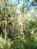 Florida_0148_10-30-2007.JPG