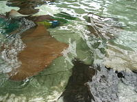 Florida_0162_10-31-2007.JPG