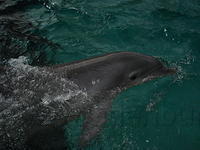 Florida_0165_10-31-2007.JPG