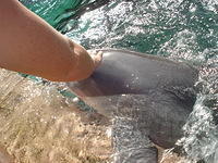 Florida_0167_10-31-2007.JPG