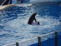Florida_0175_10-31-2007.JPG
