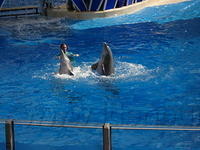 Florida_0177_10-31-2007.JPG