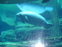 Florida_0196_10-31-2007.JPG
