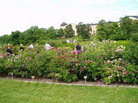 Hedesunda - P7050034.JPG