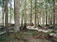 Hedesunda - P7160127.JPG