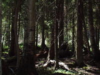 Hedesunda - P7160128.JPG