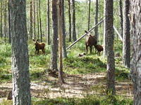 Hedesunda - P7160141.JPG