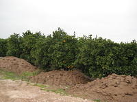2008SpanjeSelma1_068